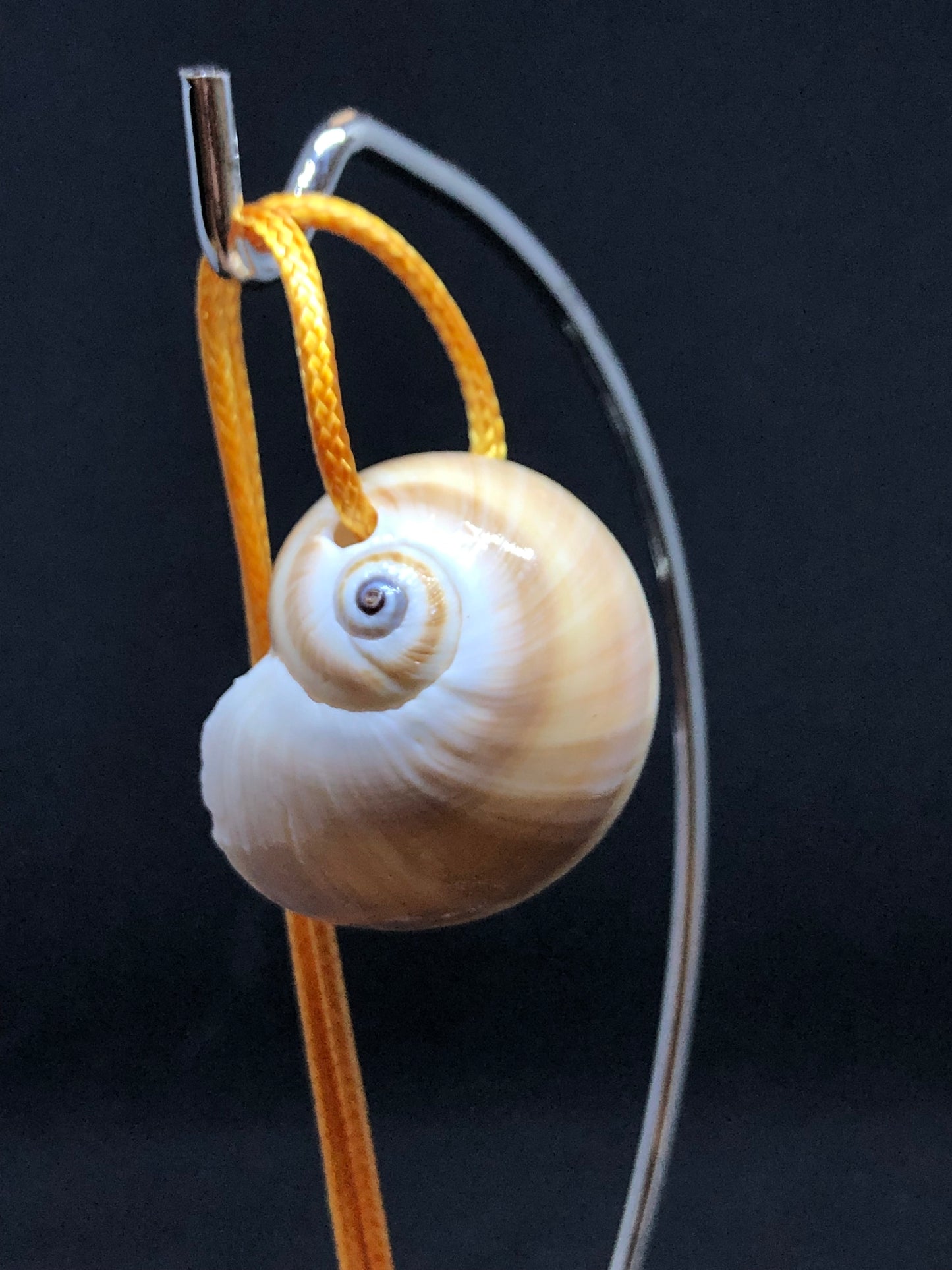 Medium Seashell - Orange Cord Necklace