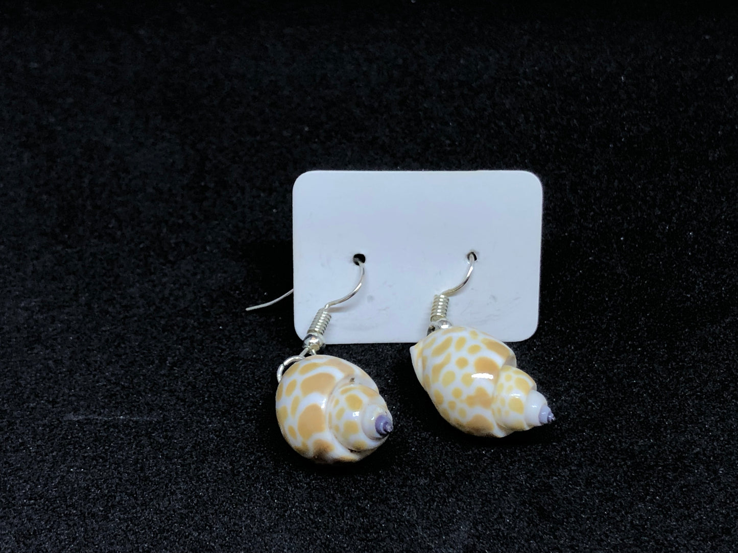 Seashell / Wire Hook Earrings